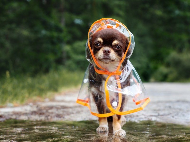 Hund mit Regenmantel