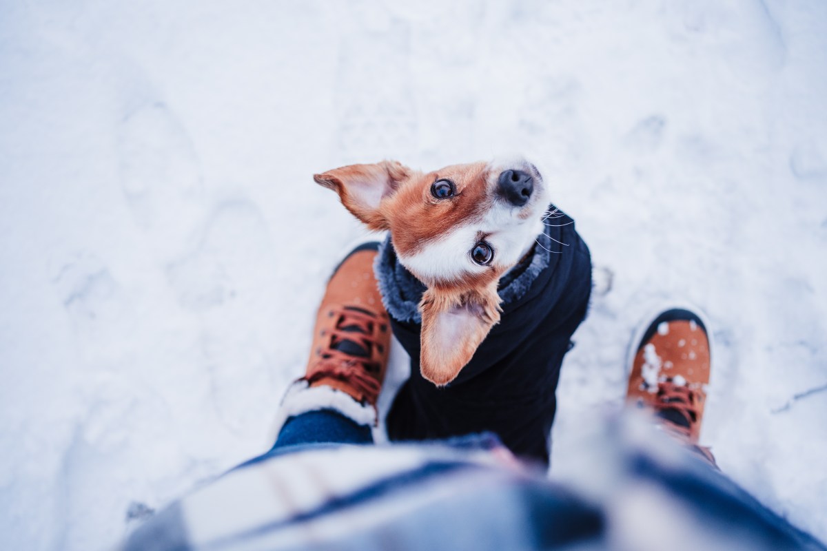 Hund im Schnee