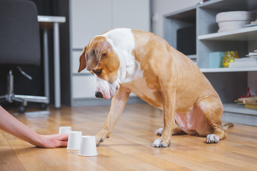 Hund spielt