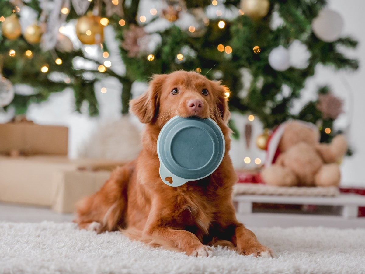 Weihnachten Hund