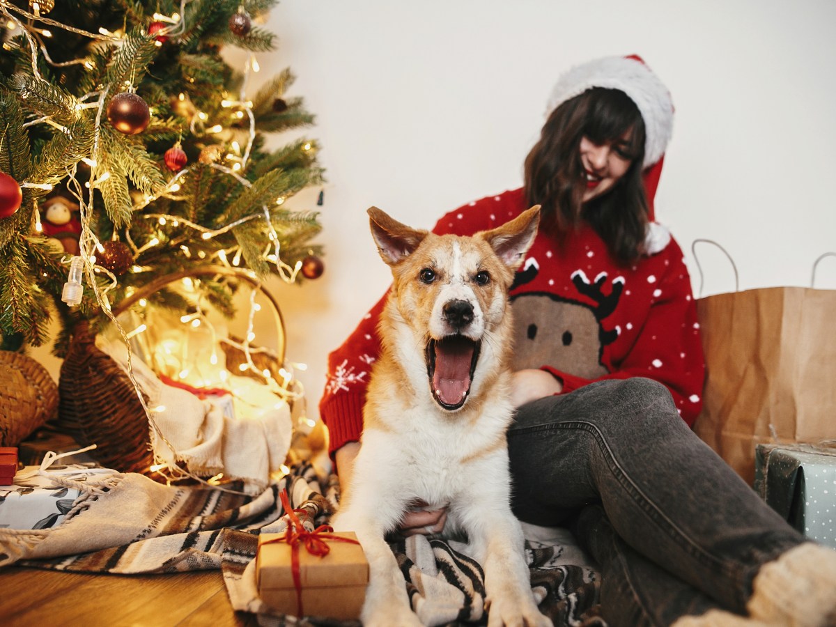 Hund bekommt Geschenk