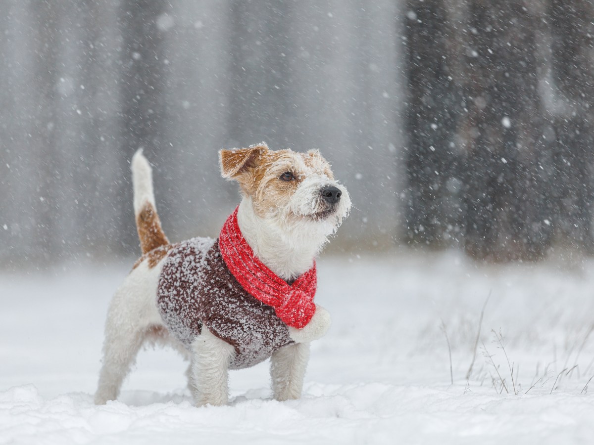 Hunde mit Hundepullover