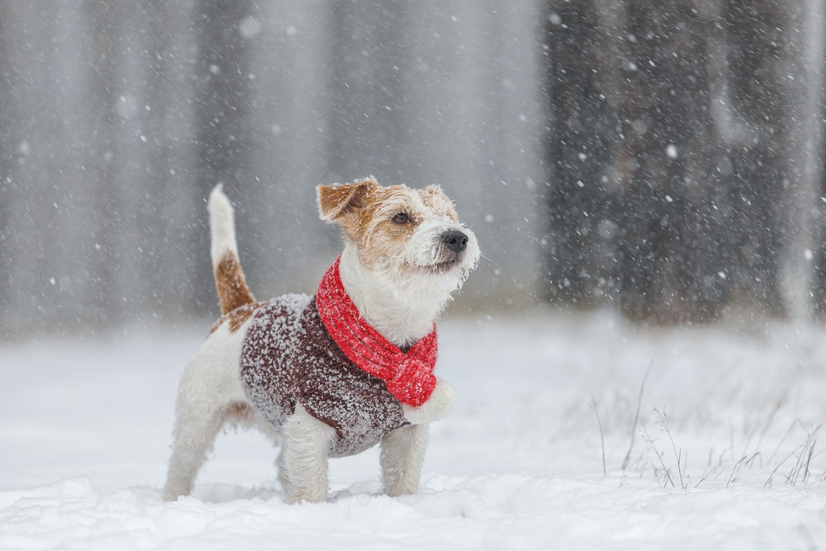 Hunde mit Hundepullover