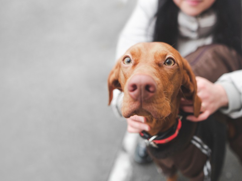 Magyar Vizsla