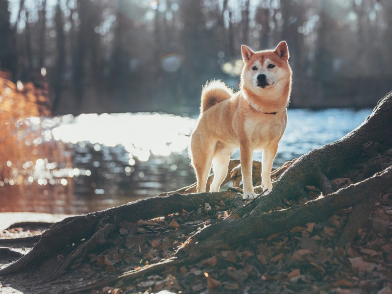 Shiba Inu