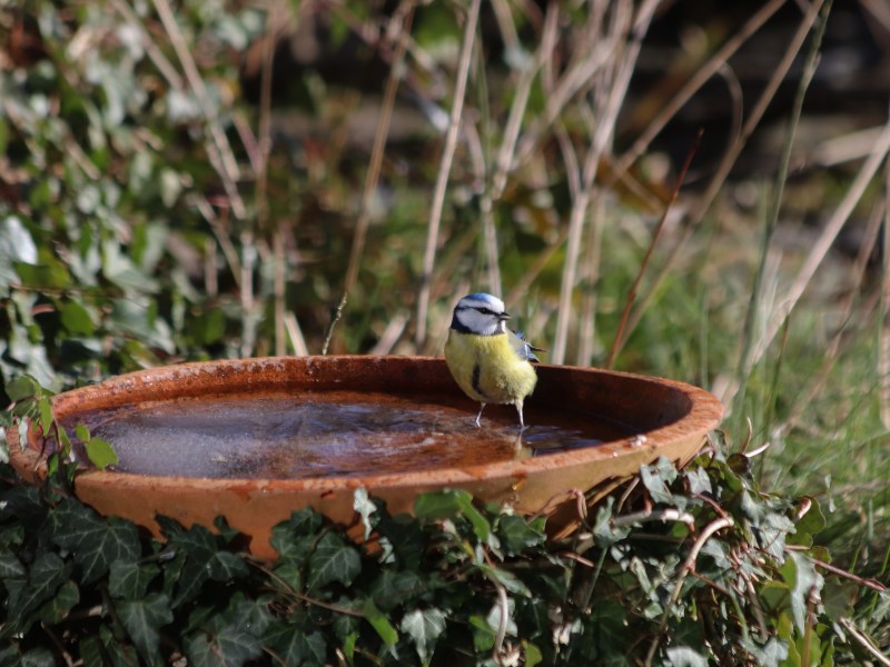 Vogel im Winter