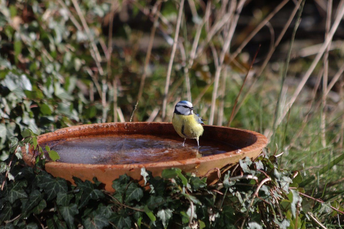 Vogel im Winter