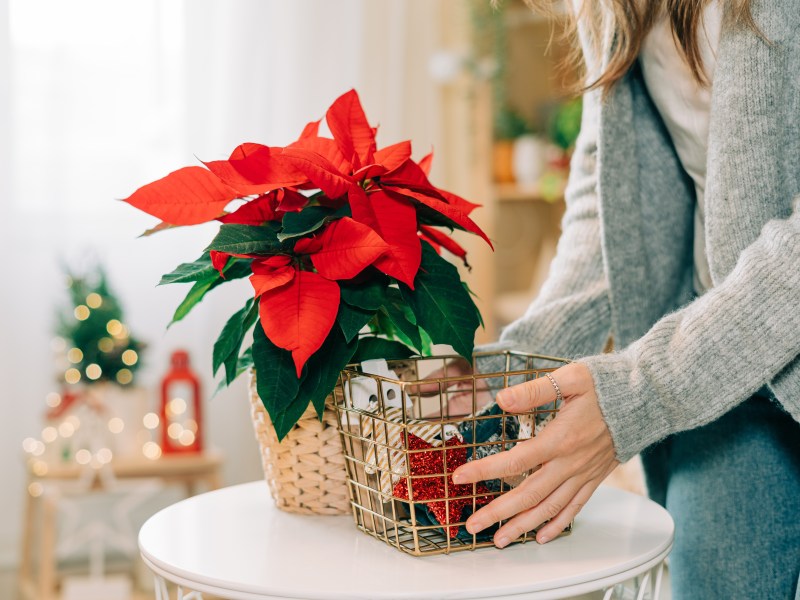 Frau mit Weihnachtsstern