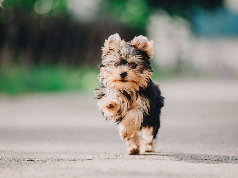 Mini Yorkshire Terrier