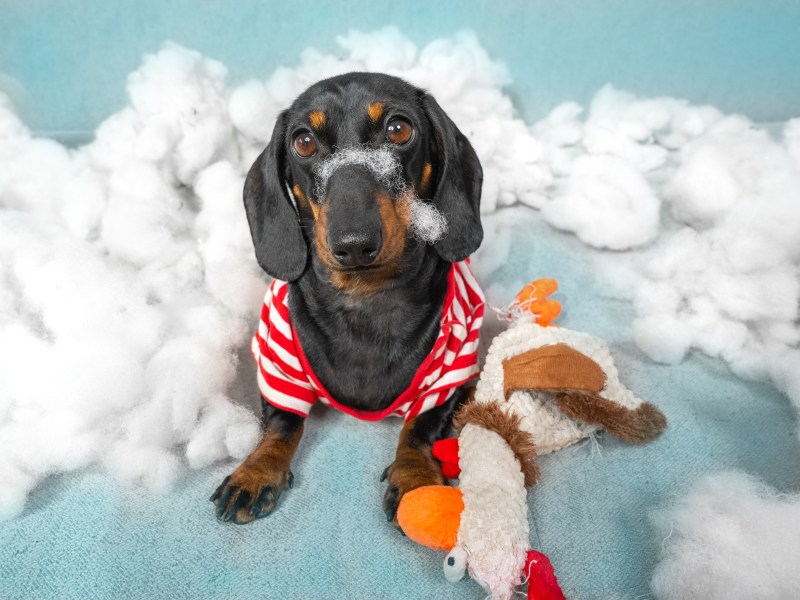 Zerstörungswut beim Hund