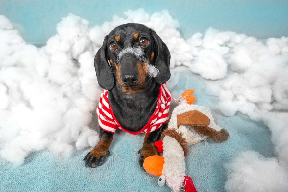 Zerstörungswut beim Hund