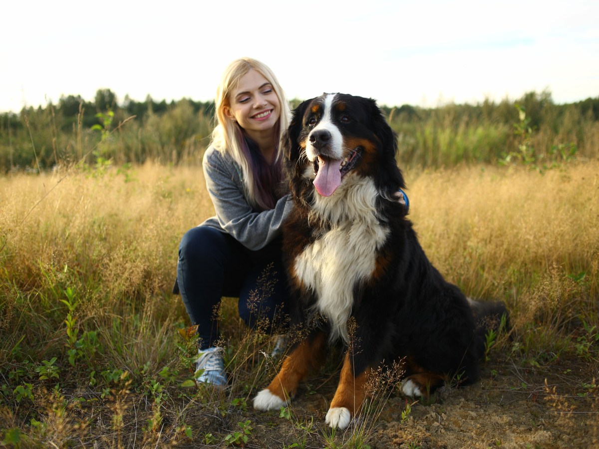 Langhaarige Hunderassen: Die Top 6 der Vierbeiner mit langen Haaren