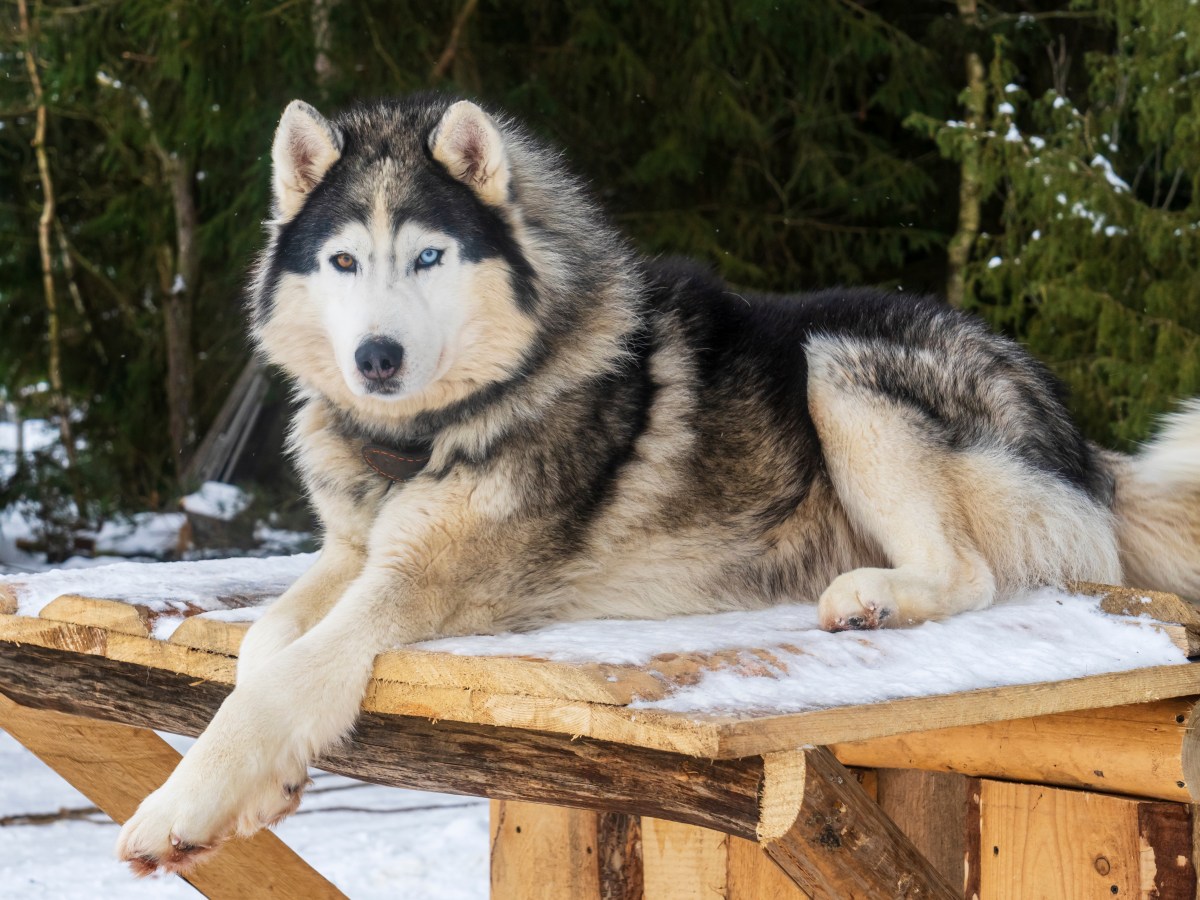 Alaskan Malamute