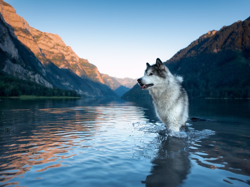 Alaskan Malamute