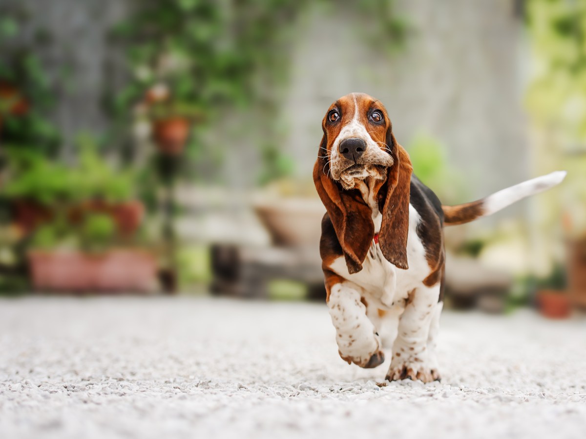 Basset Hound: Alles, was du über diese einzigartige Hunderasse wissen solltest