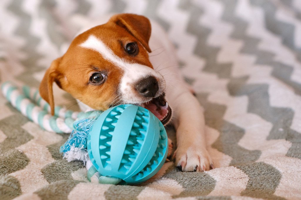 Hund knabbert an Ball