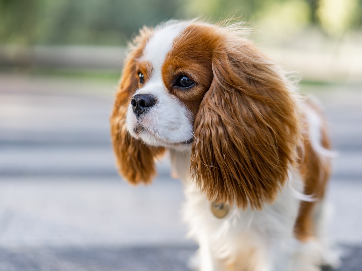 Cavalier King Charles Spaniel im Portrait