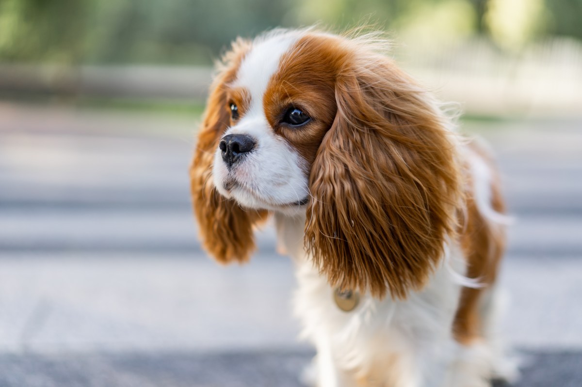 Cavalier King Charles Spaniel im Portrait