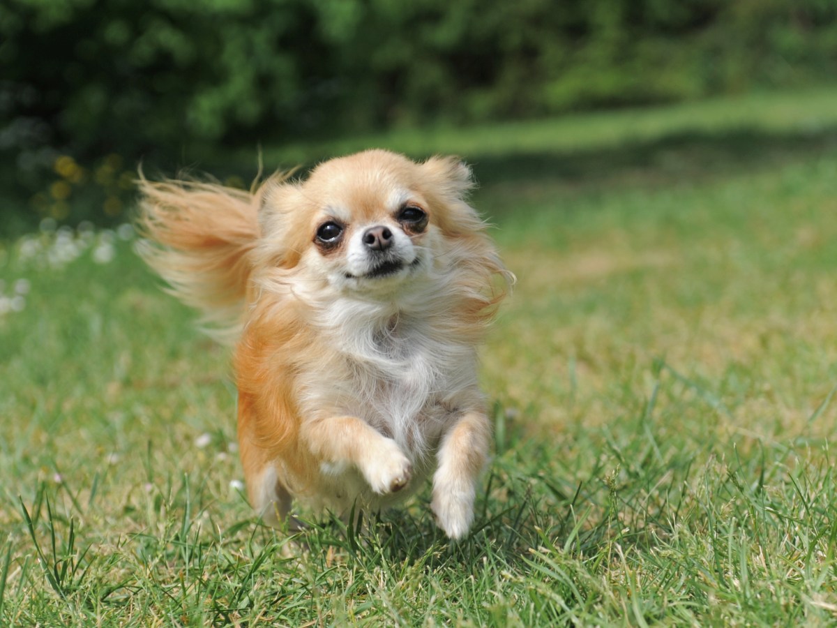 Chihuahua rennt auf der Wiese.