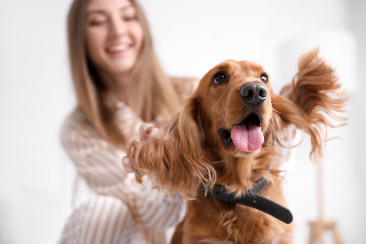 Frau mit Cocker Spaniel