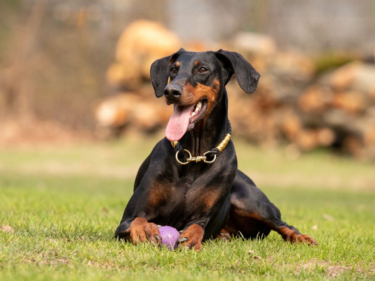 Dobermann: Die mutigen Arbeitshunde im Rasseportrait