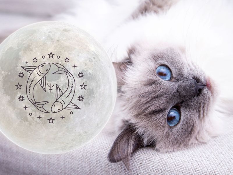 Welche Katze passt zu Fische Sternzeichen Ragdoll Katze