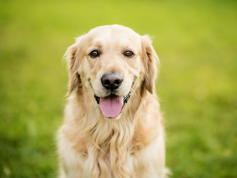 Golden Retriever auf der Wiese