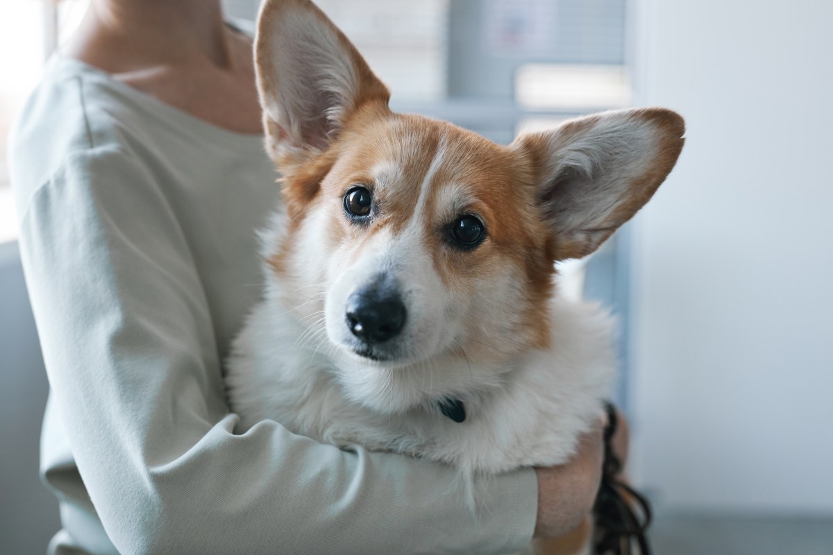 Corgi mit dunklen Augen