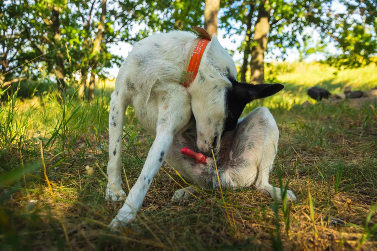 Hund fährt Glied aus und leckt sich