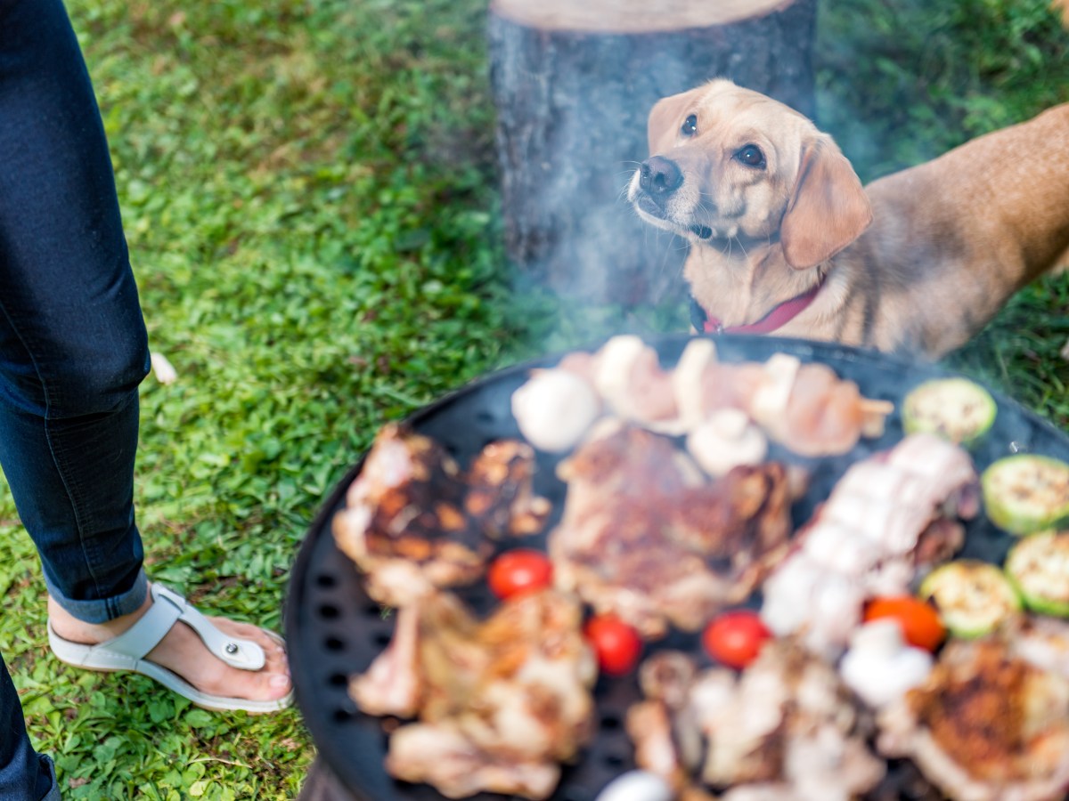 Hund bettelt nach Grillfleisch