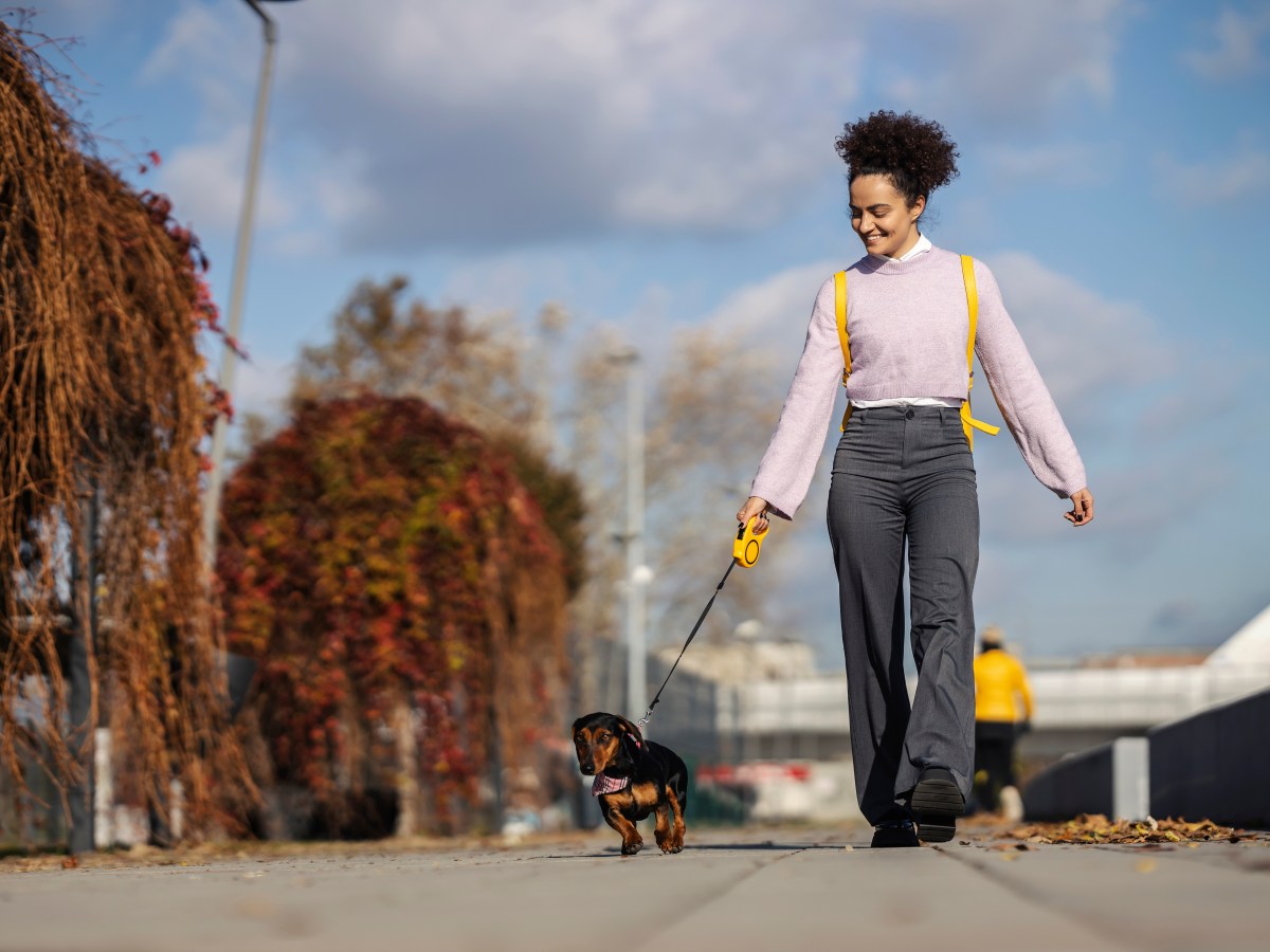 Hund in der Stadt