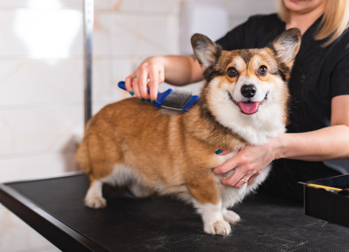 Friseur Hunde