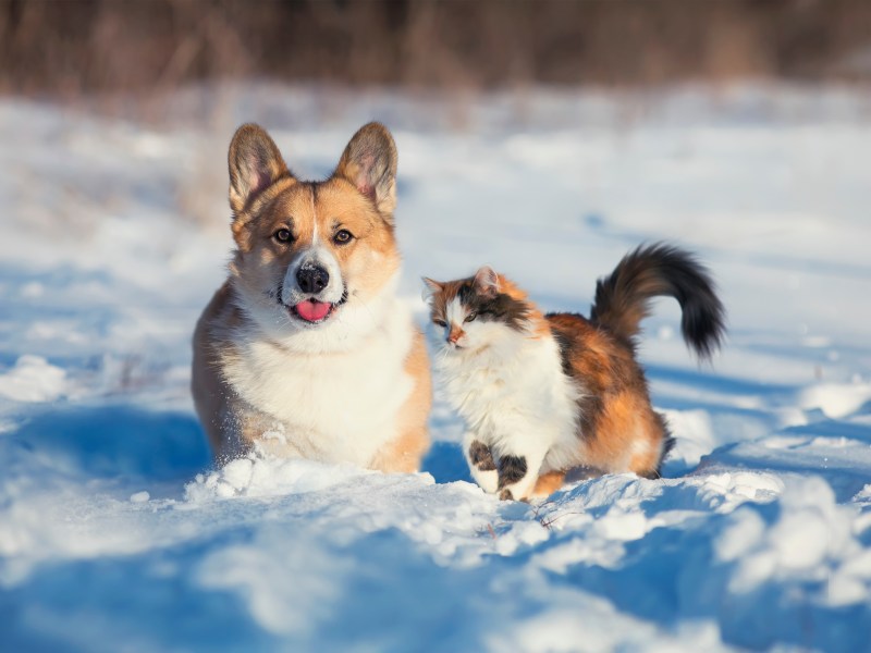 Hund und Katze draußen halten im Schnee im Winter