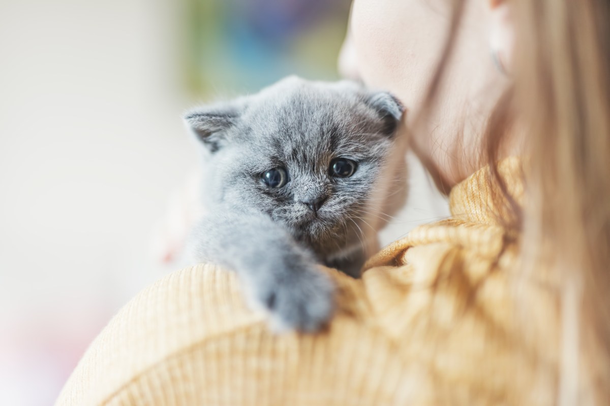 Katze trauert auf dem Arm einer Frau