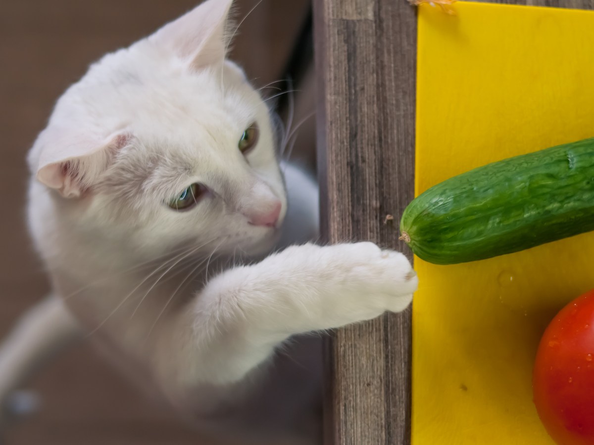 Katze vegan ernÃ¤hren Gurke und Paprika