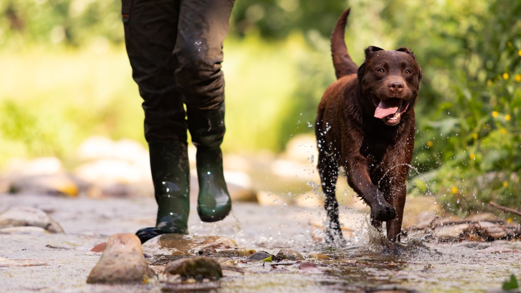 Labrador Retriever