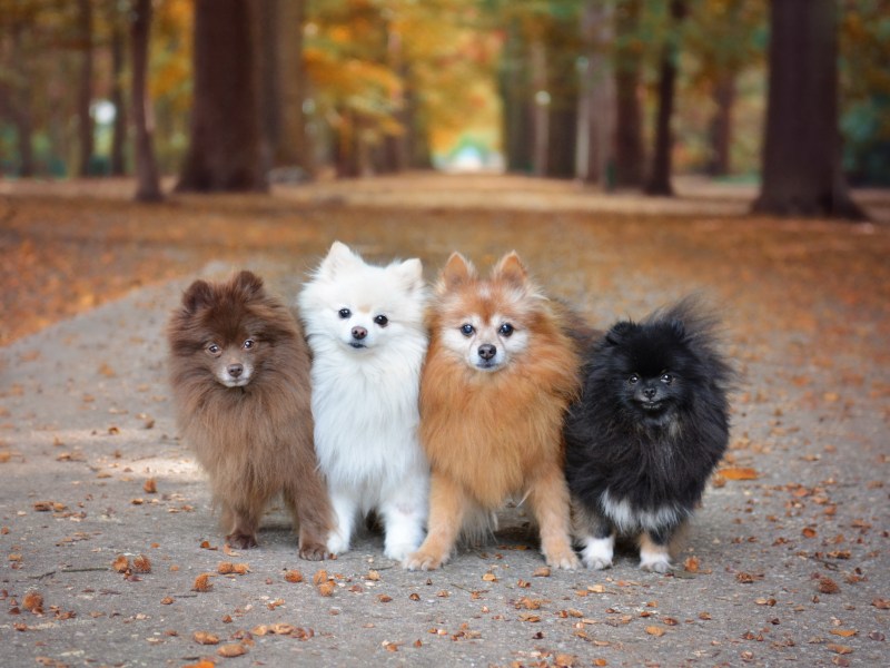 Pomeranian