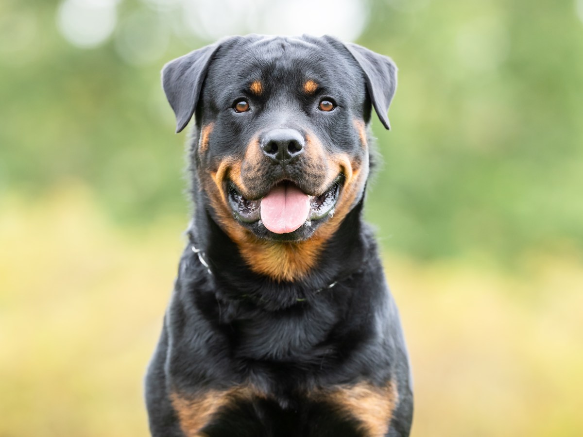 Rottweiler: Die sture, liebevolle Hunderasse im Check