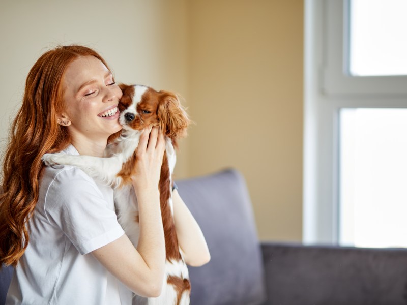 Cavalier King Charles Spaniel