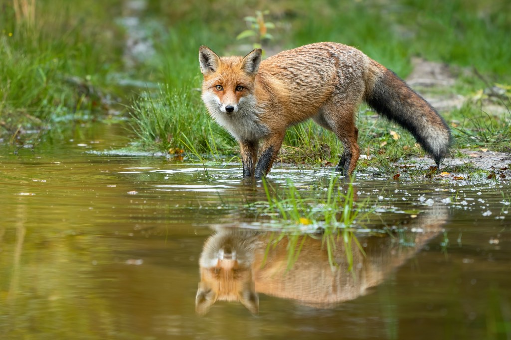 Tiere Hochwasser Fuchs am Fluss