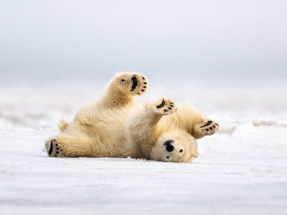 Tiere im Winter vor KÃ¤lte schÃ¼tzen EisbÃ¤r liegt im Schnee