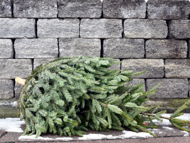 Ein alter Weihnachtsbaum liegt auf der Straße.