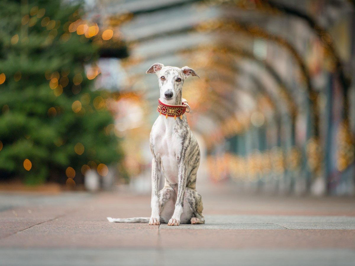 Windhund sitzt vor weihnachtlicher Deko