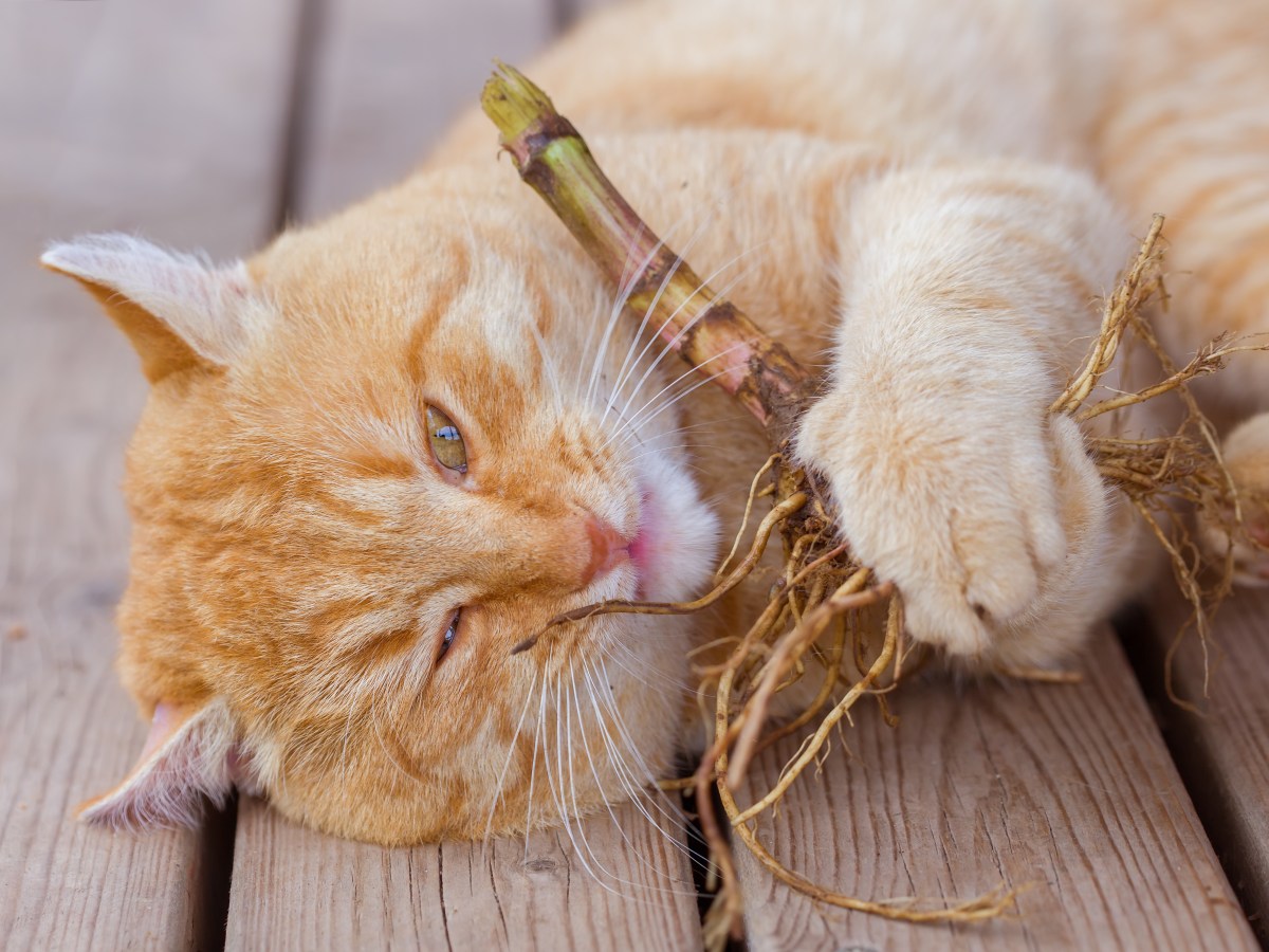 Baldrian Wurzel fÃ¼r Katze zum Spielen