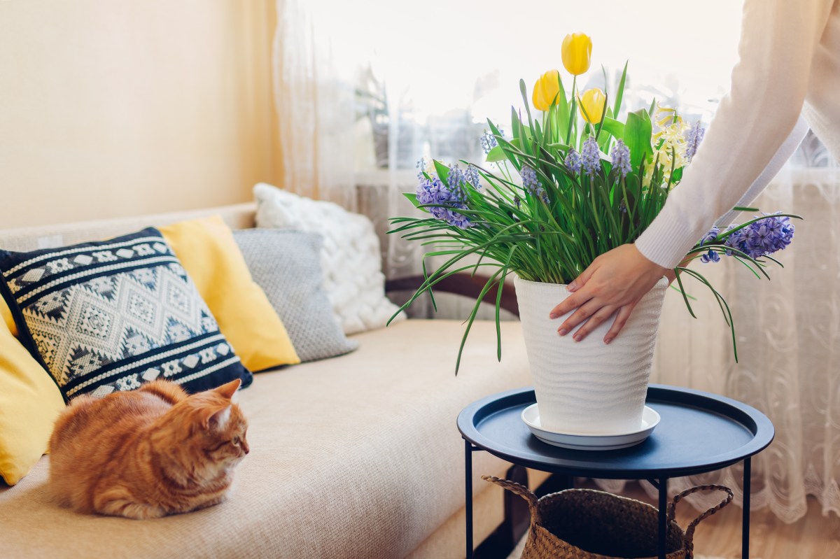 Blumen im Wohnzimmer