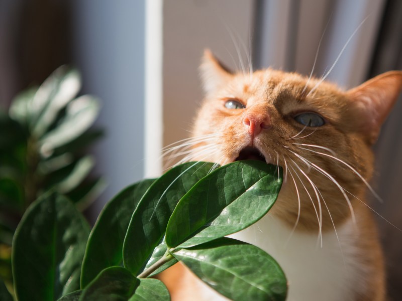 Giftige Pflanze für Katzen Katze kaut an Blatt