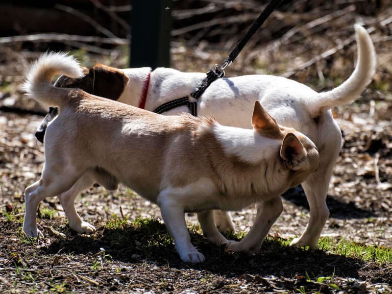 Hund schnüffelt am Po