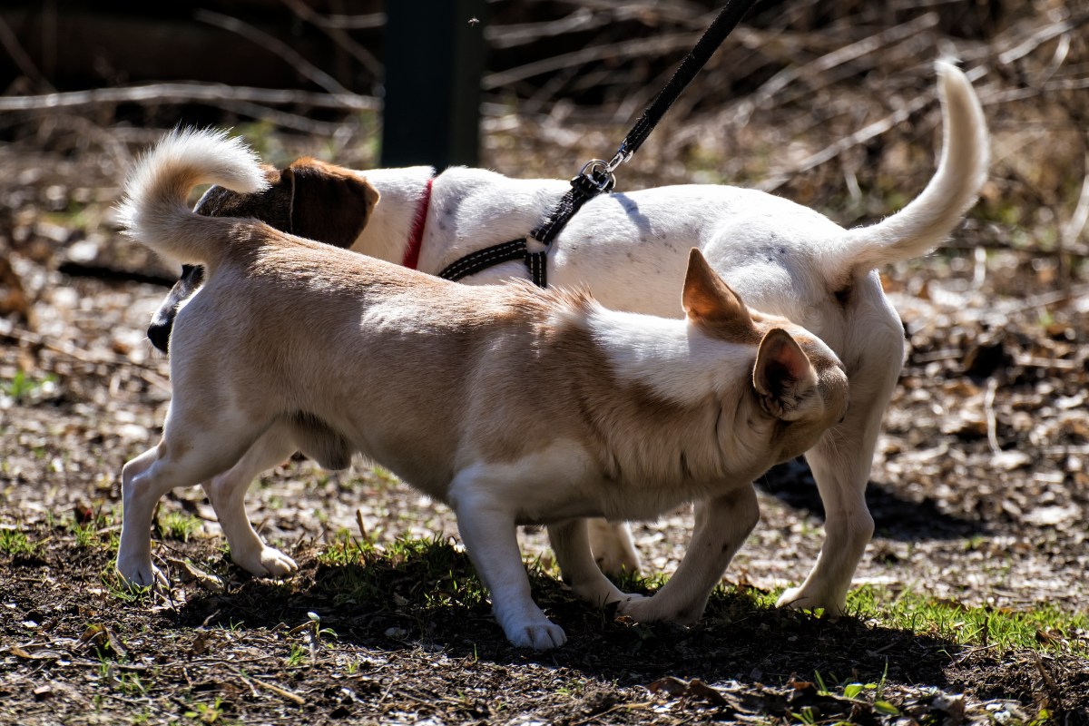 Hund schnÃ¼ffelt am Po