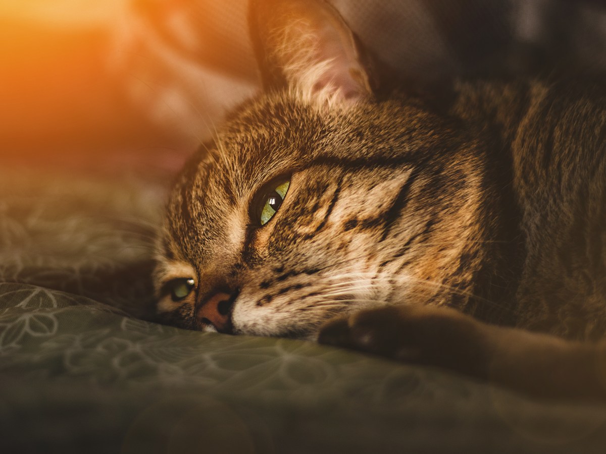 Katze einÃ¤schern mit traurigem Blick