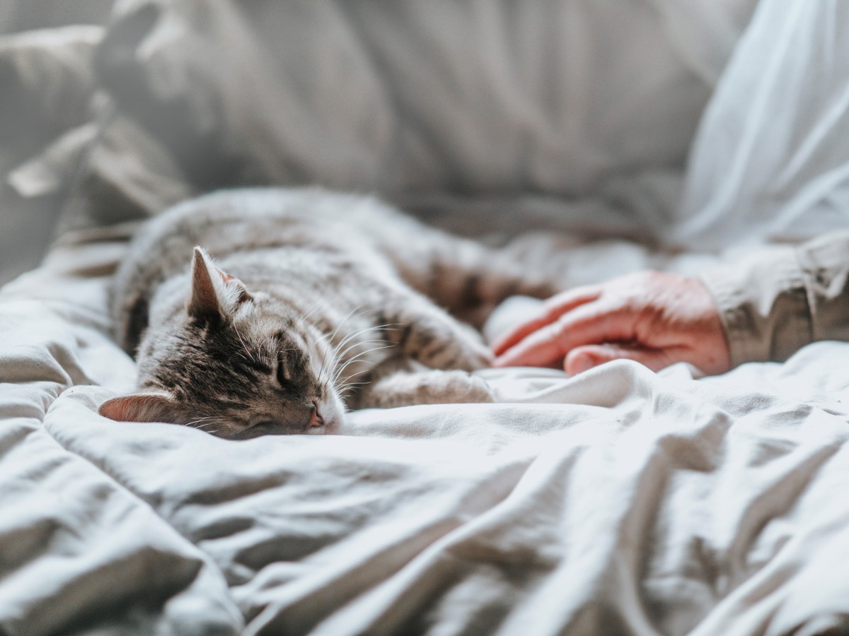 Katze einschlÃ¤fern lassen Kosten Zuhause auf der Decke